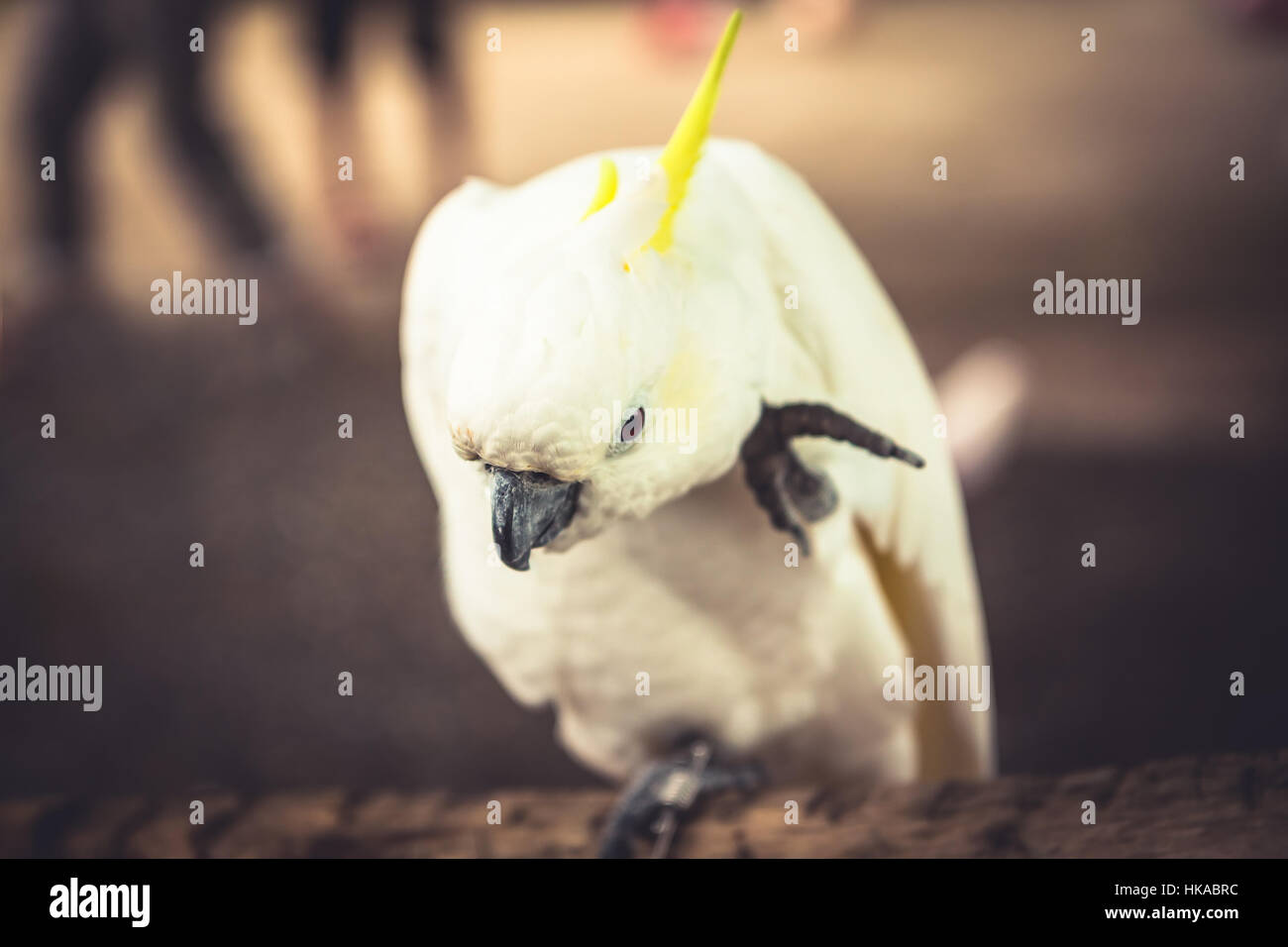 Funny Cacatua pappagallo di graffiare il suo orecchio Foto Stock