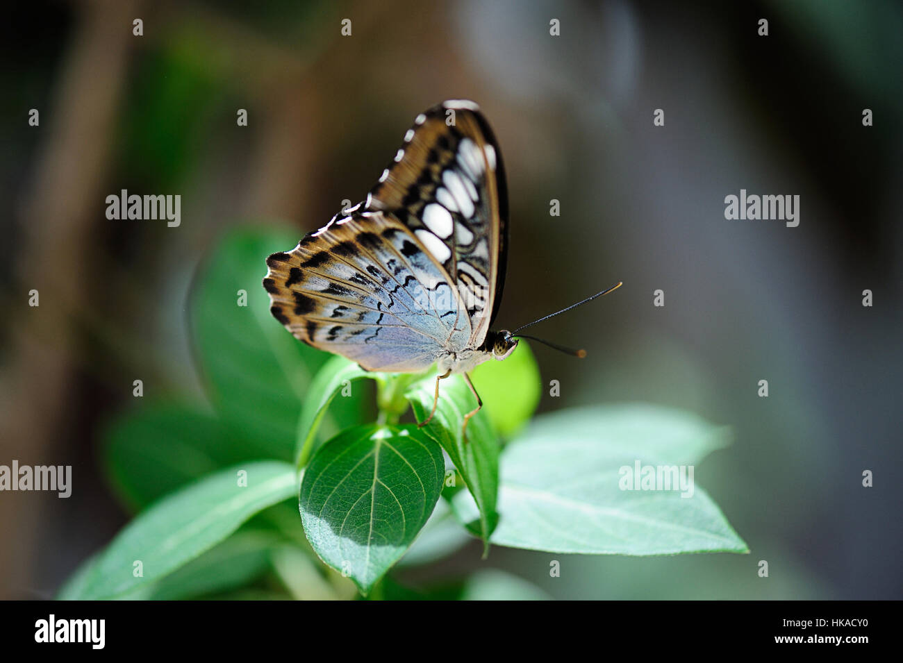 In prossimità della splendida farfalla posata sulla lamina Foto Stock