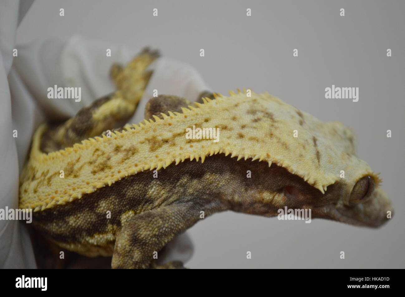 Crested Gecko (Correlophus ciliatus) Foto Stock