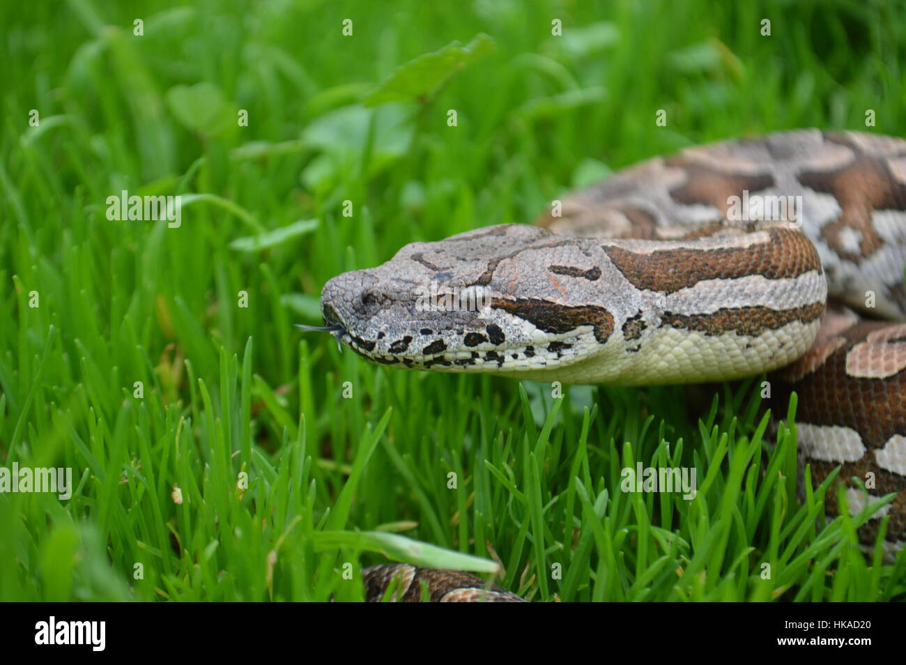Boa di Dumeril Foto Stock