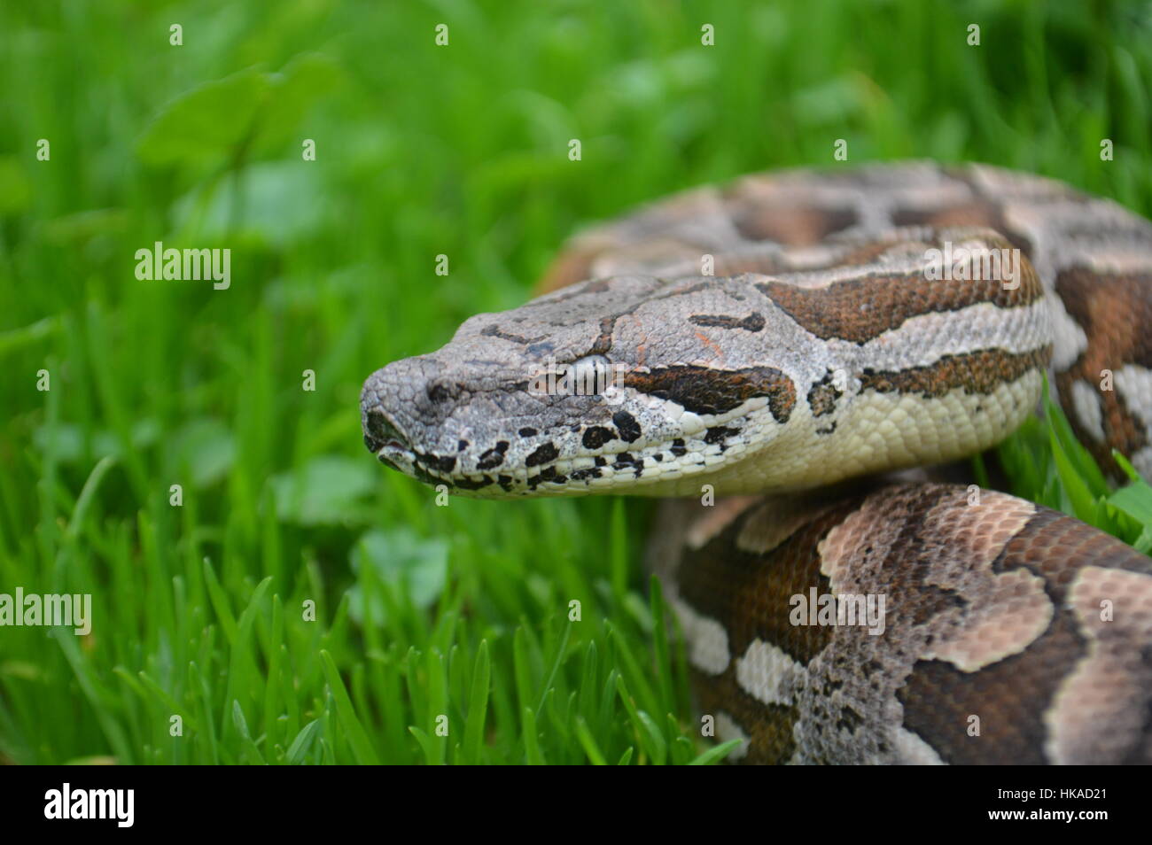 Boa di Dumeril Foto Stock