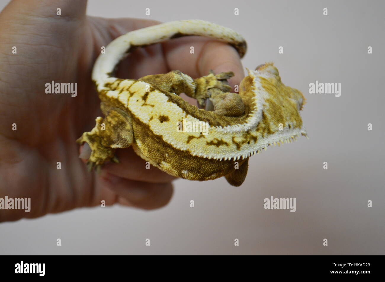 Crested Gecko (Correlophus ciliatus) Foto Stock