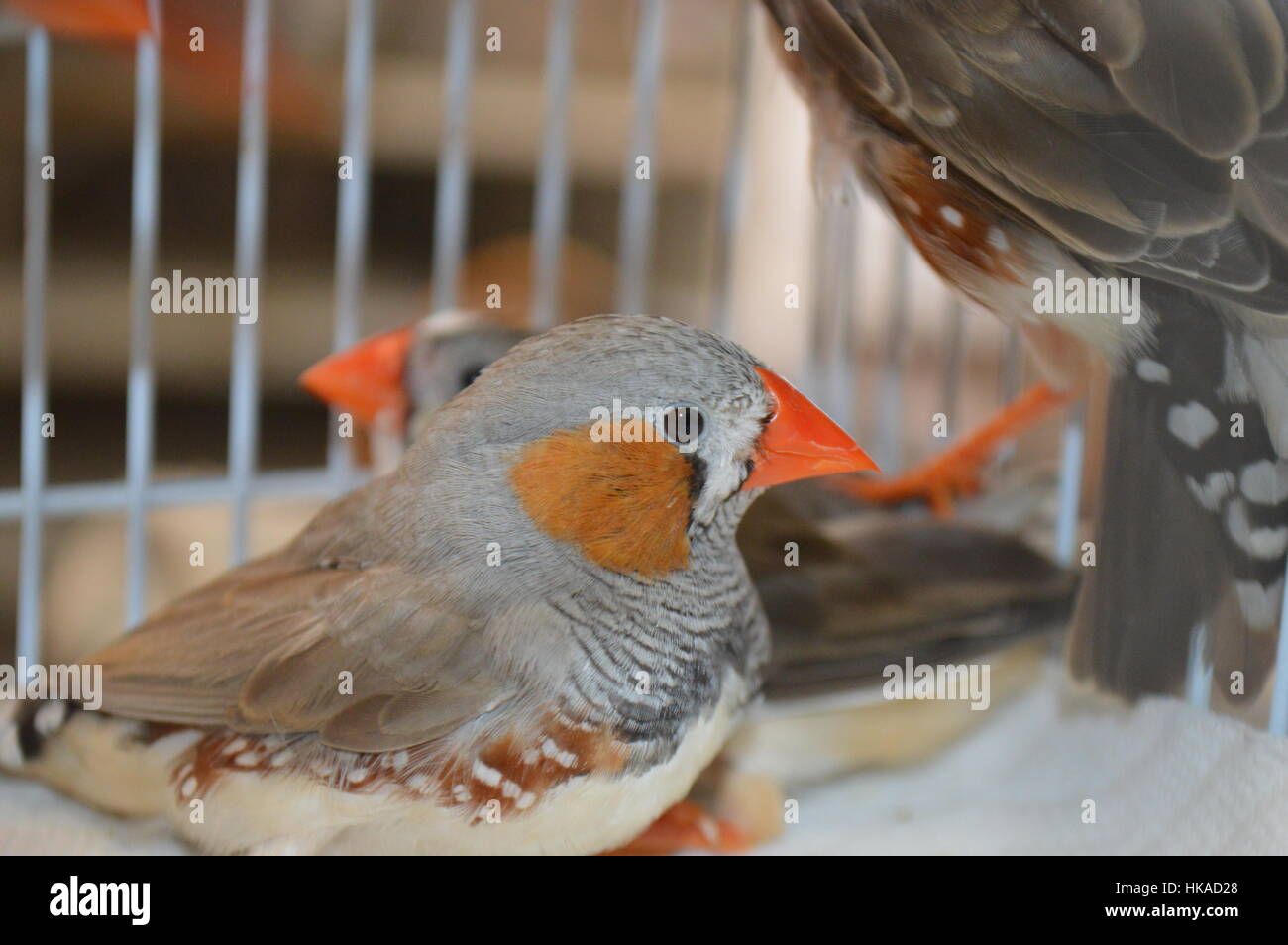 Zebra finch Foto Stock