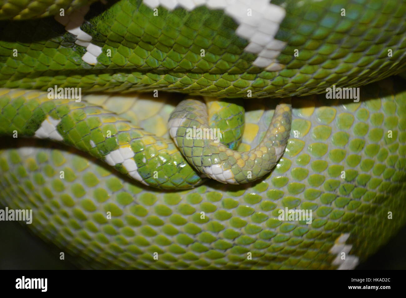 Emerald Tree Boa Foto Stock