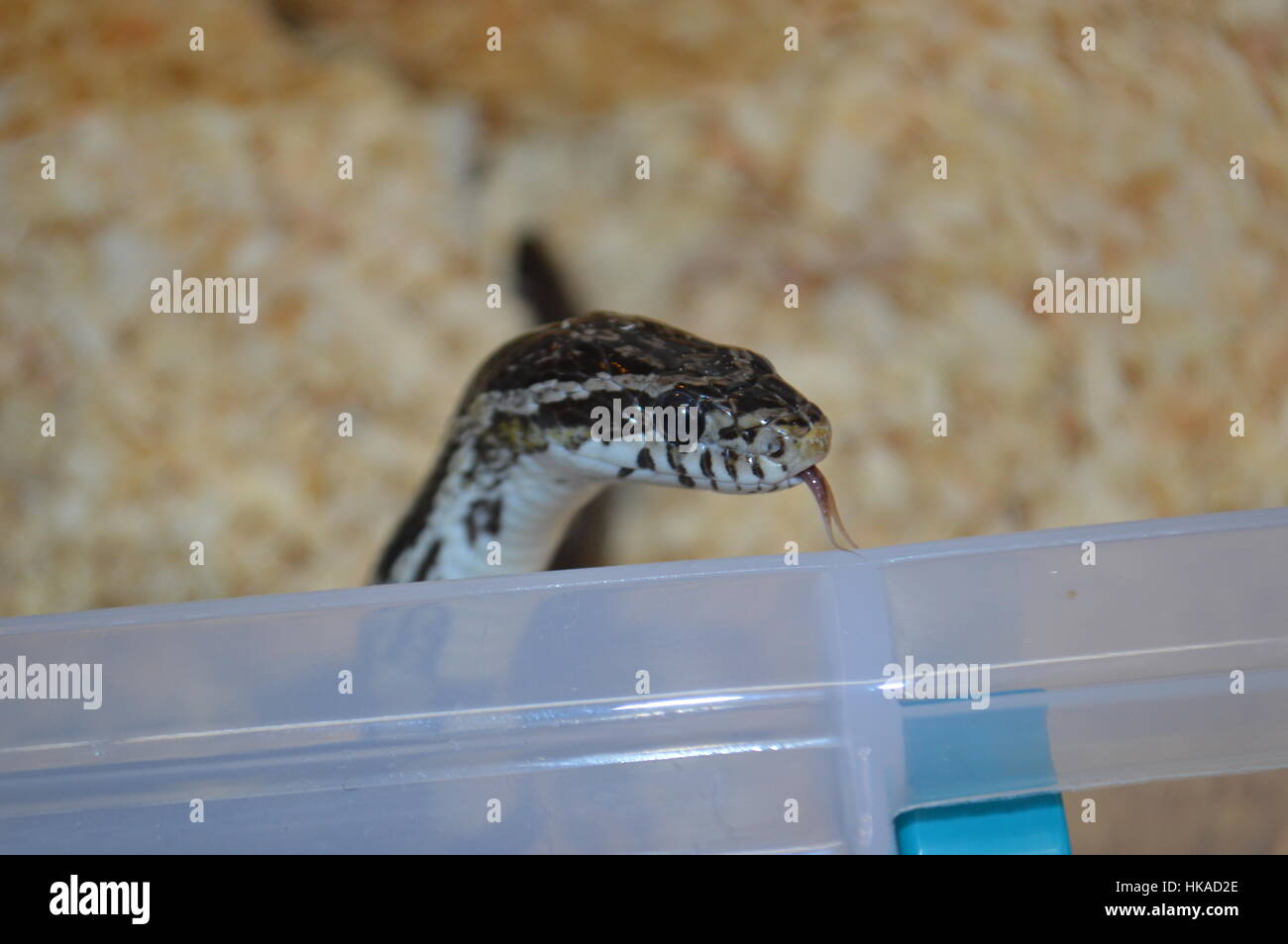 Serpente di cereale Foto Stock