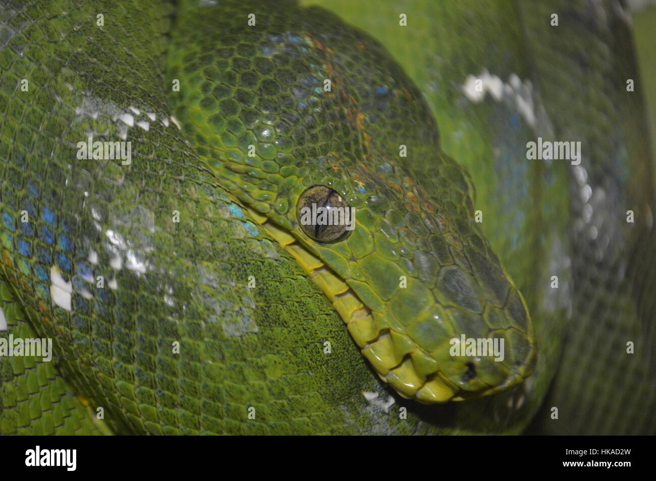 Emerald Tree Boa Foto Stock