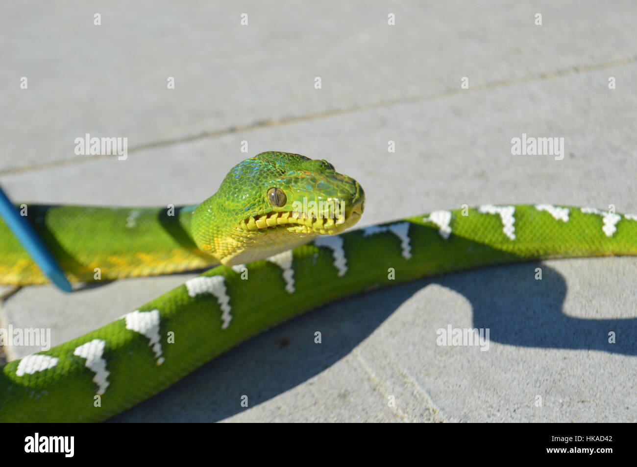 Emerald Tree Boa Foto Stock