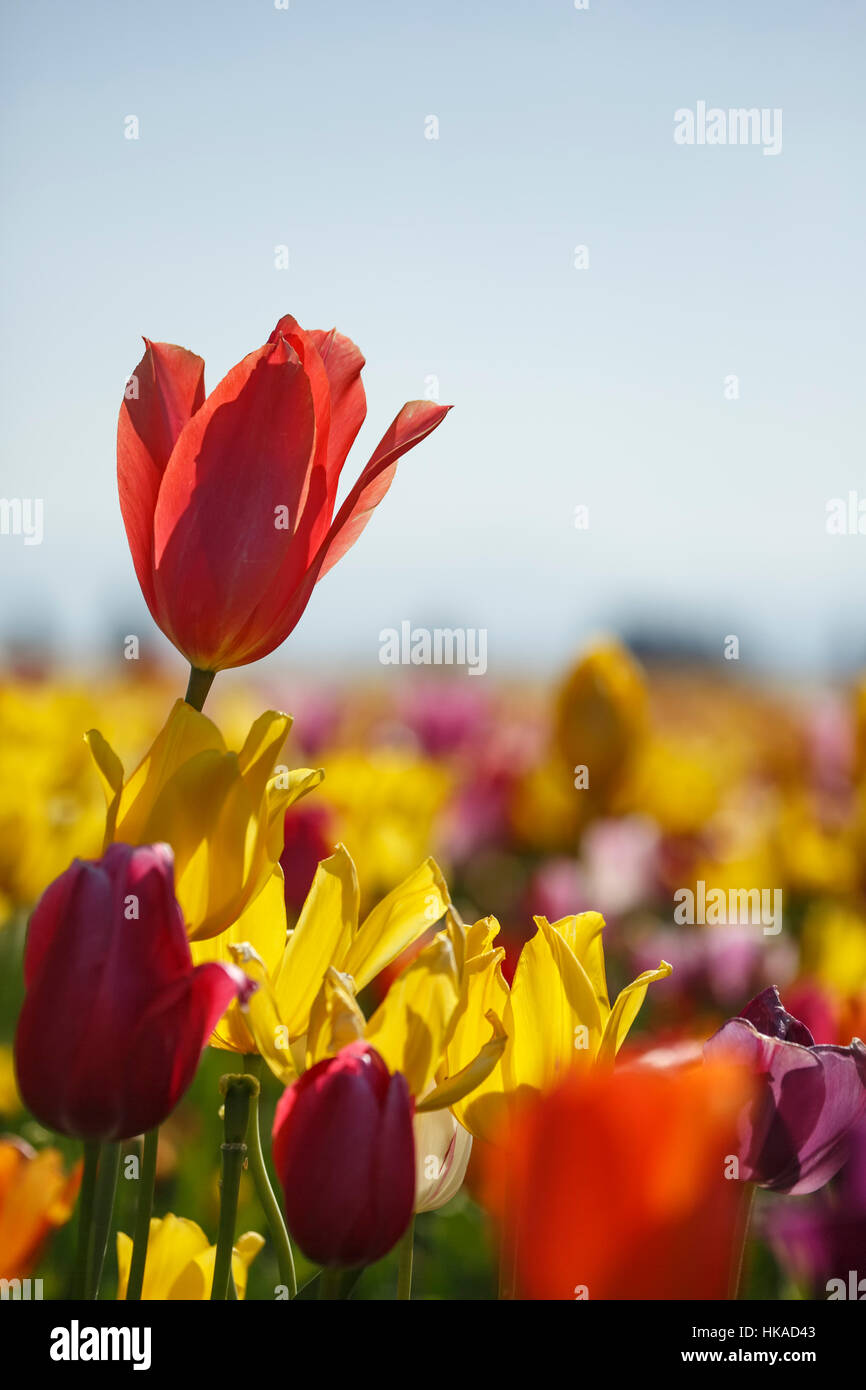 Tulipani colorati, Tulip Fest, scarpe di legno Tulip Farm, Woodburn, vicino a Portland, Oregon, Stati Uniti d'America Foto Stock