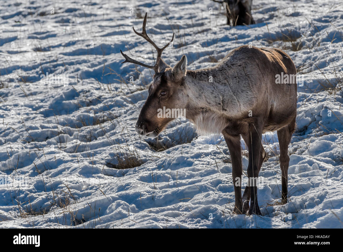 One-cornuto boreale terreno boscoso dei caribù nella neve e erbe secche, vicino a Whitehorse, Yukon Territory Foto Stock