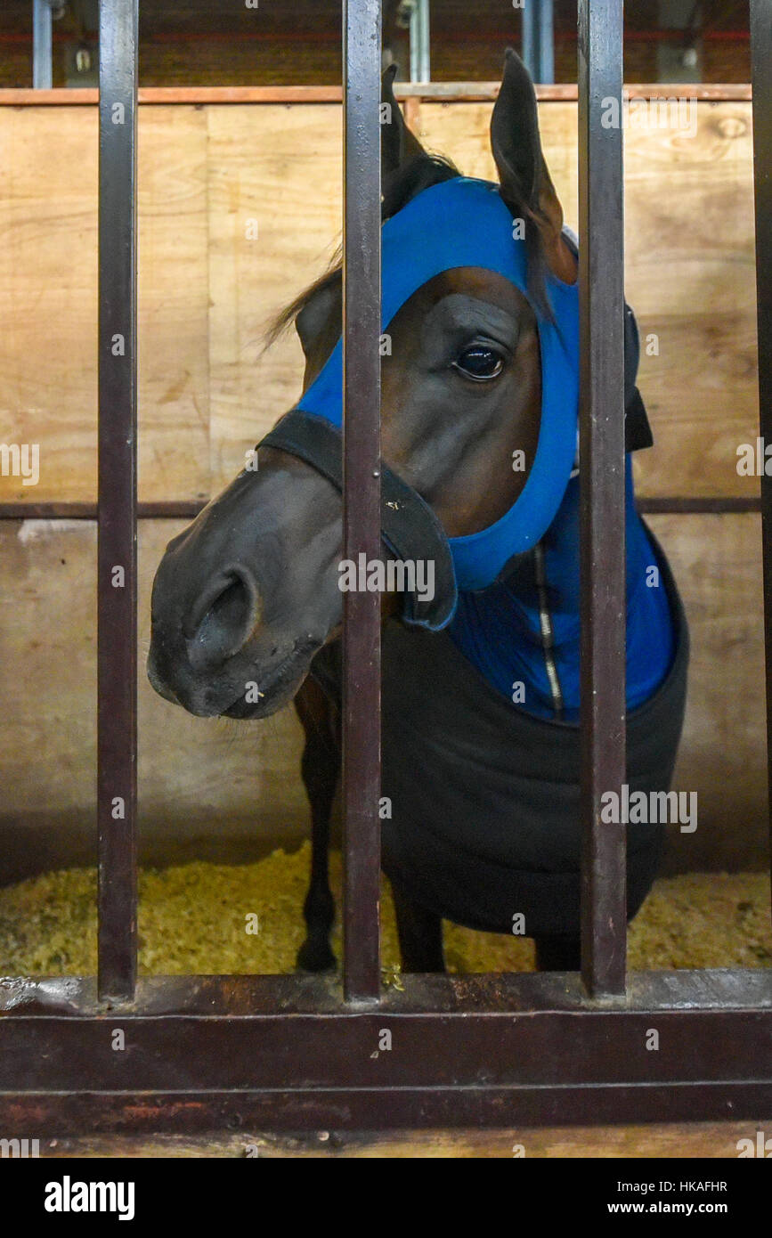 Cavallo coperto con una coperta di blu in una stabile Foto Stock