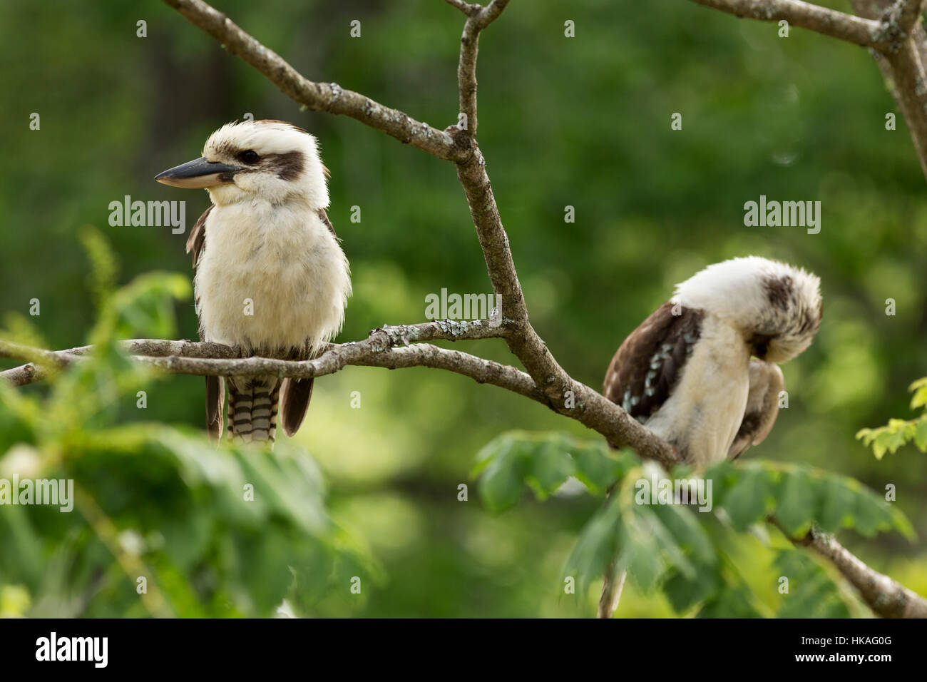 Genitore e la neonata Kookaburras appoggiato su un ramo nelle Highlands Meridionali del Nuovo Galles del Sud Australia (NB - messa a fuoco della fotocamera sulla capogruppo). Ridendo Kookabur Foto Stock