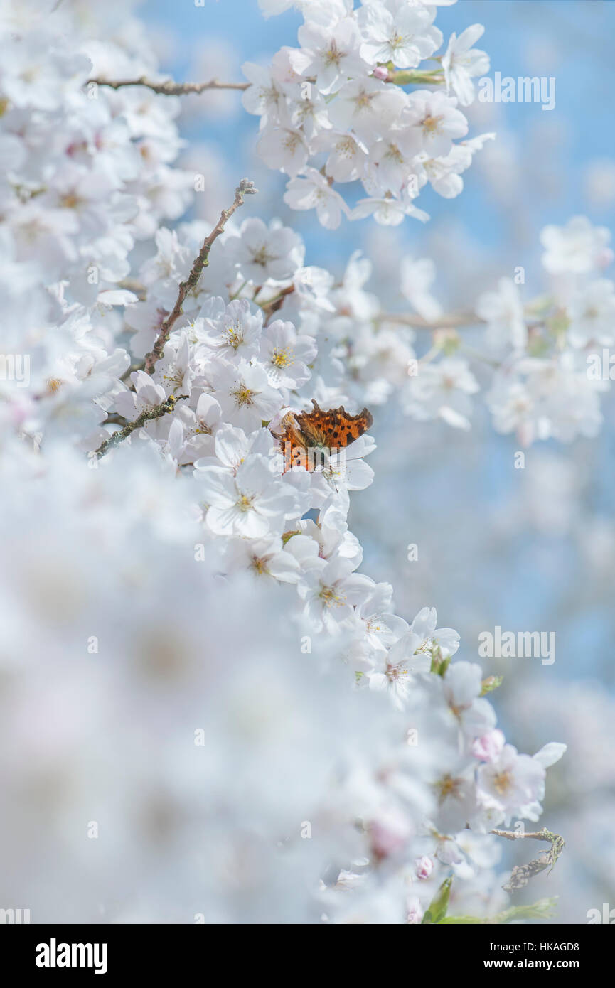 La bella bianca primavera sbocciano i fiori fiori di Prunus yedoensis × giapponese fioritura ciliegio con una virgola butterfly Foto Stock