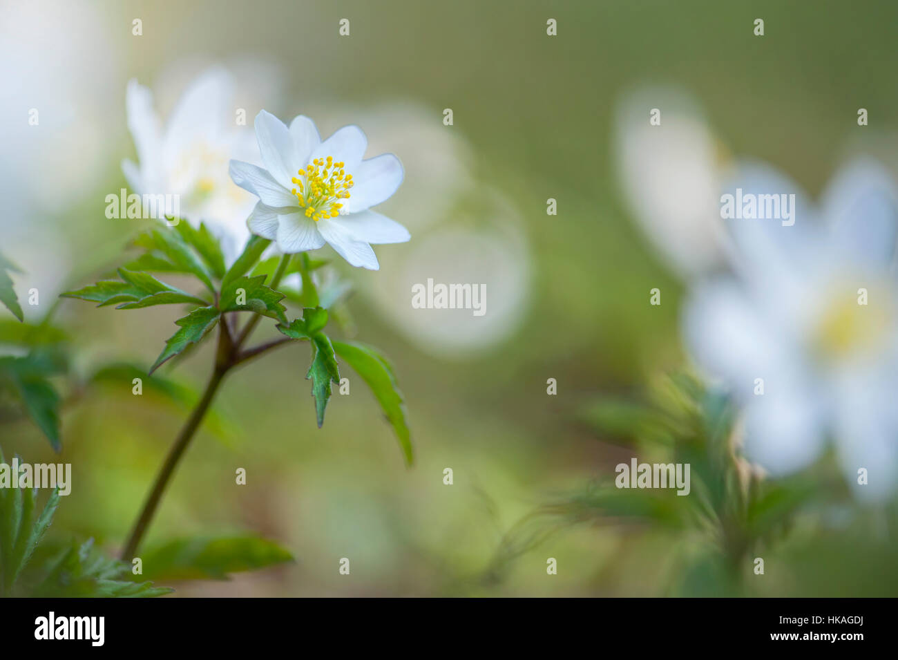 Close-up immagine del delicato, a fioritura primaverile di anemone legno conosciuto anche come Anemone nemorosa ,, thimbleweed e windflower Foto Stock