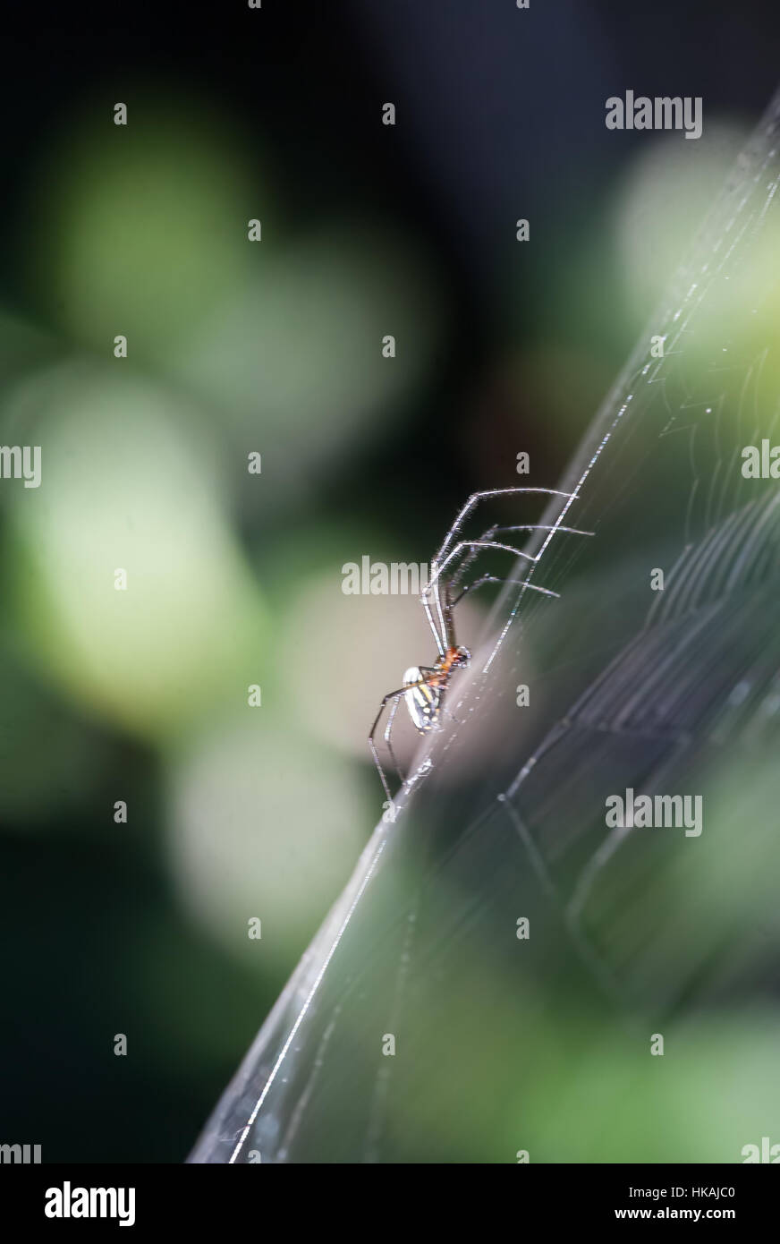 Spider strisciando sul web (Orchard Orb weaver) Foto Stock