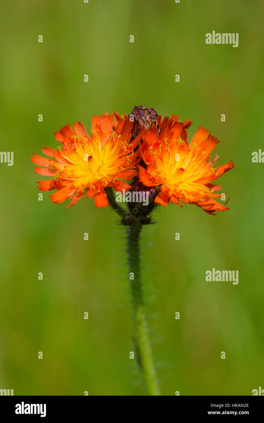 Fox-e-cubs, Pilosella aurantiaca, millefiori, Dumfries & Galloway, Scozia Foto Stock