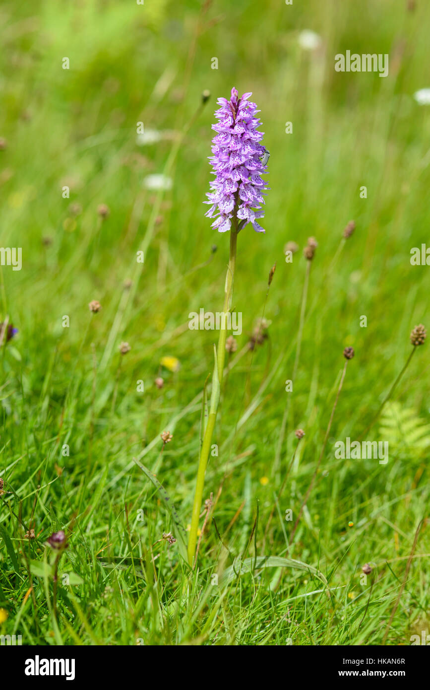 Avvistato comune, orchidea Dactylorhiza fuchsii, millefiori, Dumfries & Galloway, Scozia Foto Stock