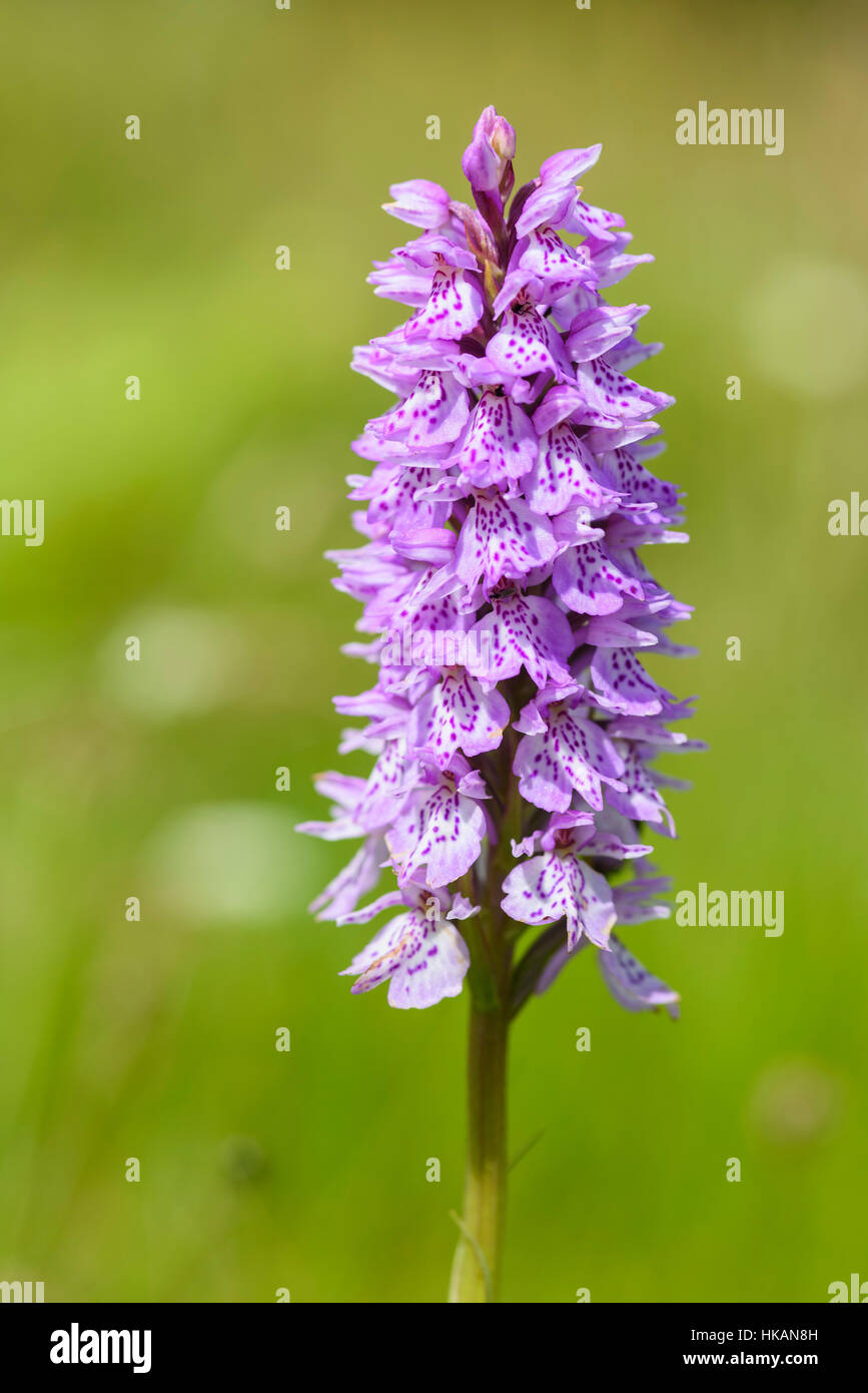Avvistato comune, orchidea Dactylorhiza fuchsii, millefiori, Dumfries & Galloway, Scozia Foto Stock