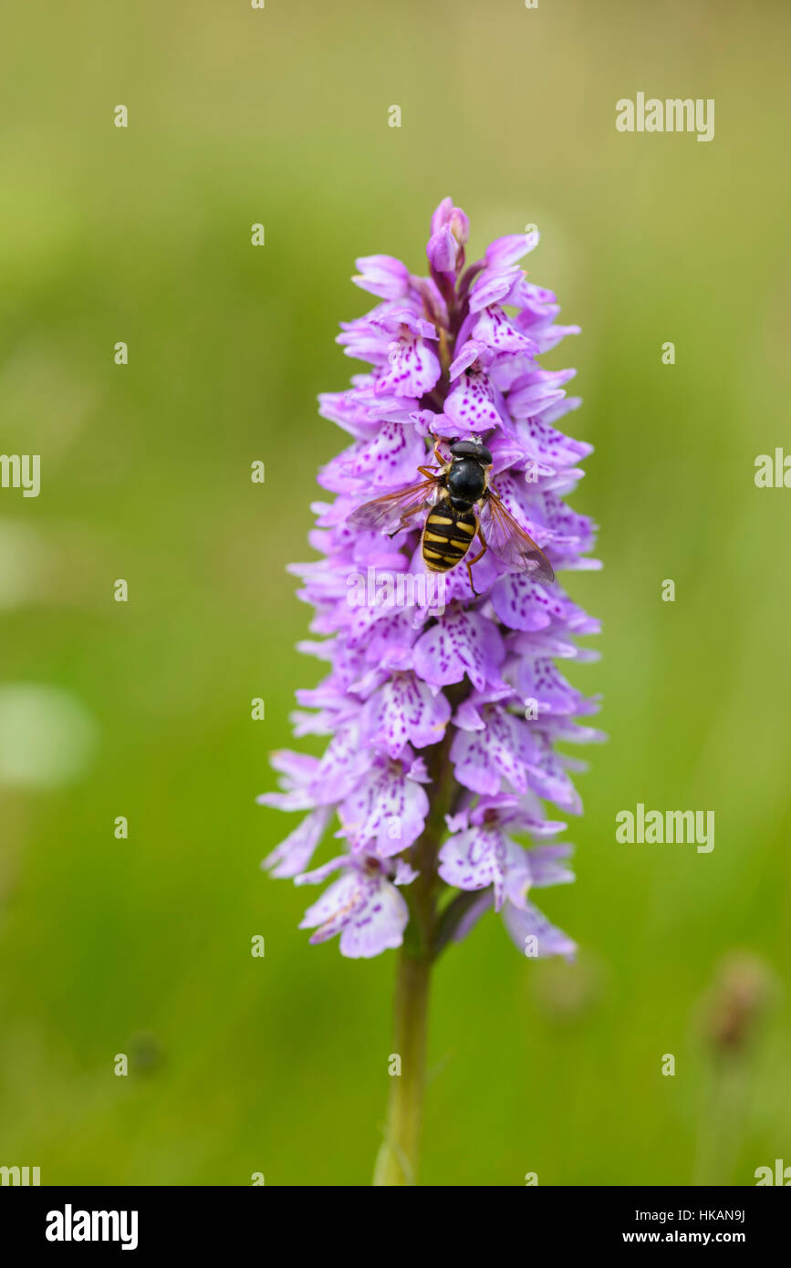 Hoverfly su comuni maculato, orchidea Dactylorhiza fuchsii, Dumfries & Galloway, Scozia Foto Stock