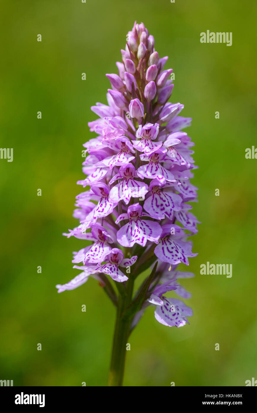 Avvistato comune, orchidea Dactylorhiza fuchsii, millefiori, Dumfries & Galloway, Scozia Foto Stock