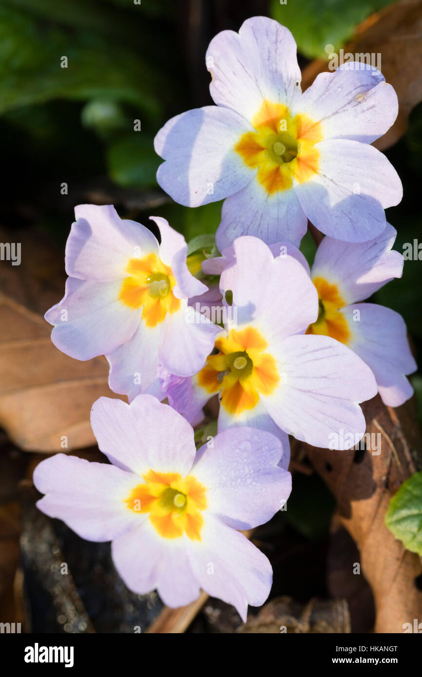 Lilla pallido fiori del sub specie del regno Unito primula nativo, Primula vulgaris subsp. sibthorpii Foto Stock