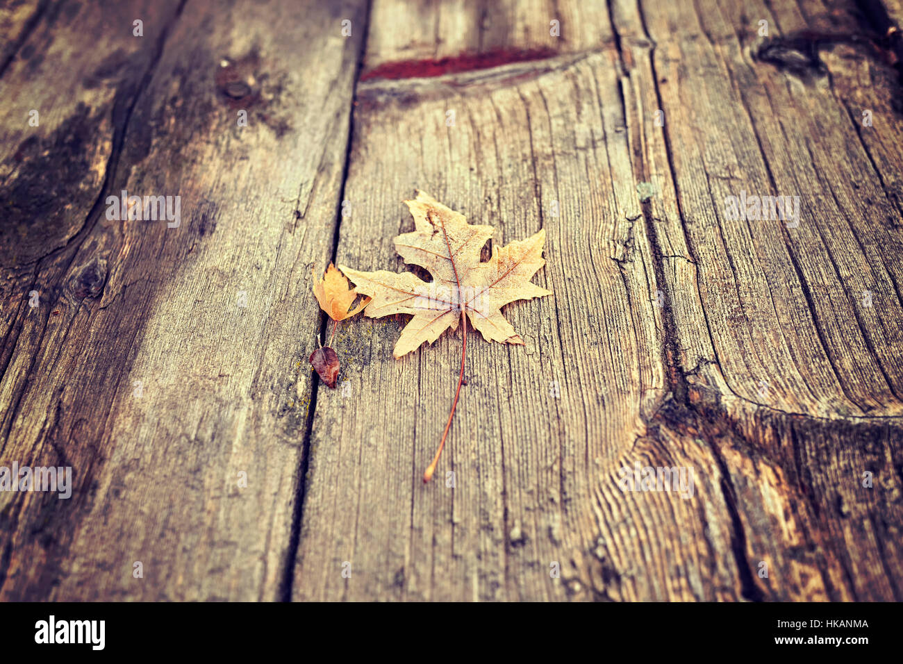Tonalità di colore foglia secca su un grunge pavimento in legno, sfondo naturale, il fuoco selettivo. Foto Stock