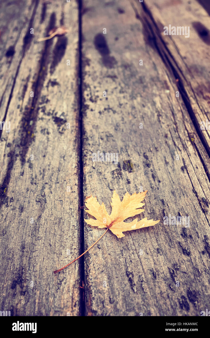 Tonalità di colore foglie su un grunge pavimento in legno, sfondo naturale, il fuoco selettivo. Foto Stock