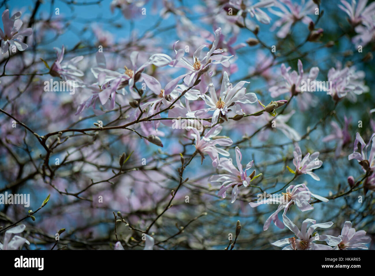 La molla di bellissimi fiori rosa e bianchi di Magnolia stellata noto anche come la stella magnolia, immagine presa contro un cielo blu Foto Stock