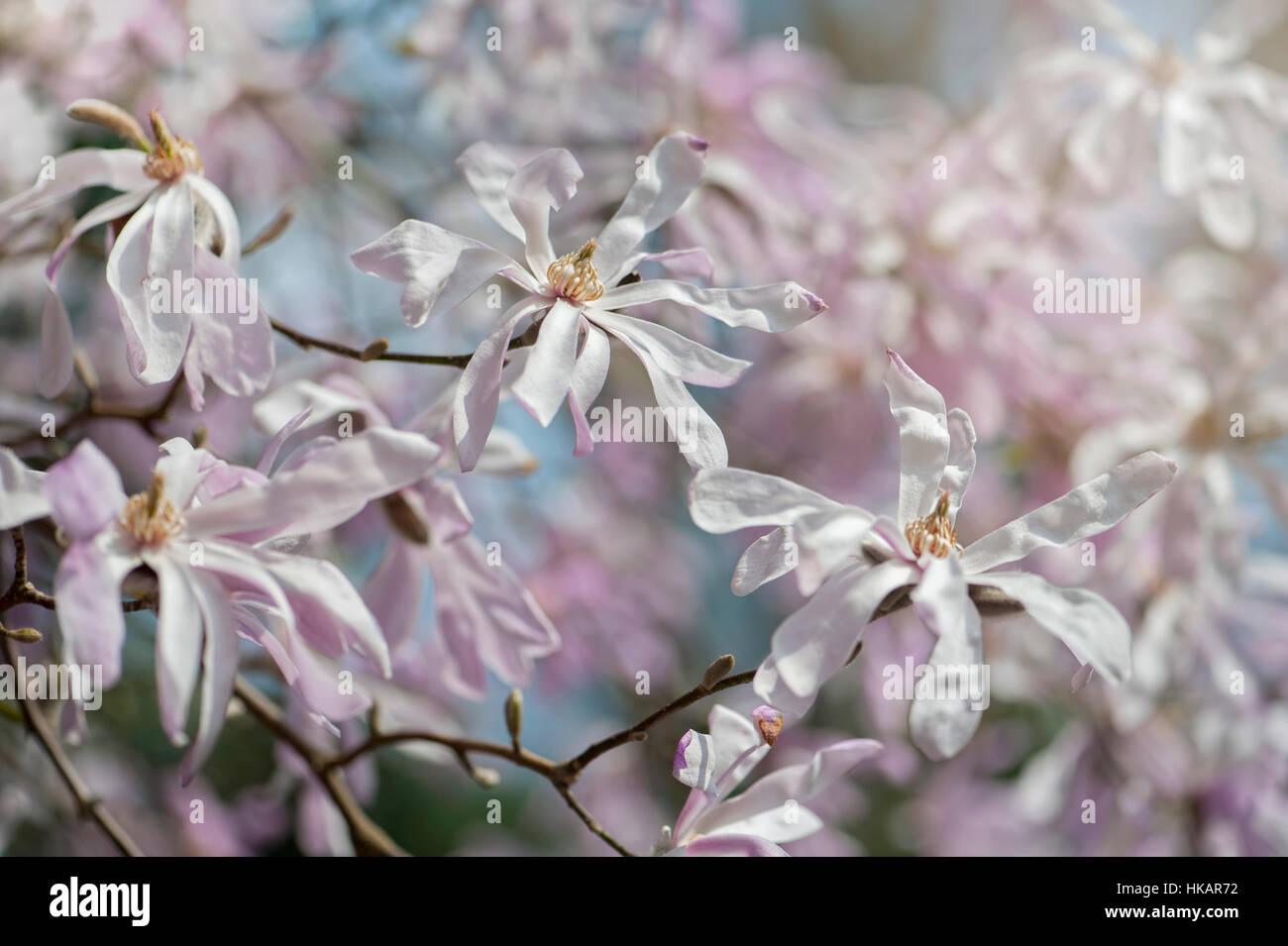 La molla di bellissimi fiori rosa e bianchi di Magnolia stellata noto anche come la stella magnolia, immagine presa contro un cielo blu Foto Stock