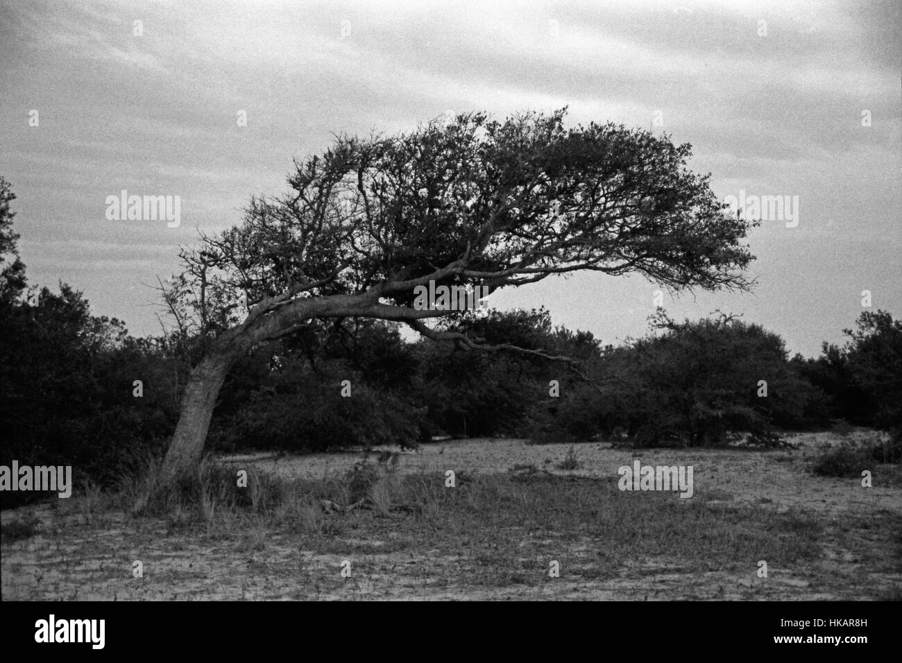 Sgranate foto in bianco e nero di un albero piegato dalla tempesta atlantica presso il Wright Bros National Memorial a Kitty Hawk Carolina del Nord Foto Stock