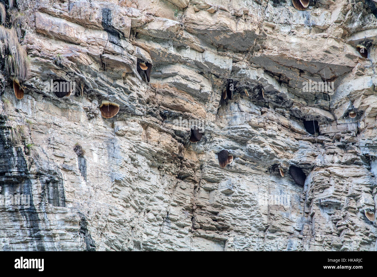 Cliff miele. I cacciatori di miele sono i Gurung (mongolo) tribù del Nepal. Foto Stock