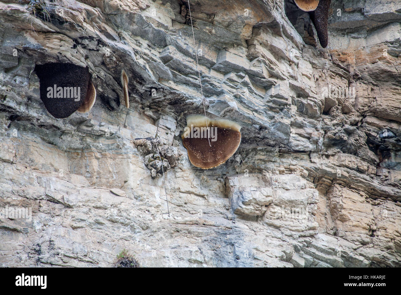 Cliff miele. I cacciatori di miele sono i Gurung (mongolo) tribù del Nepal. Foto Stock