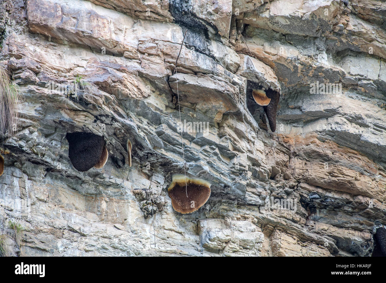Cliff miele. I cacciatori di miele sono i Gurung (mongolo) tribù del Nepal. Foto Stock
