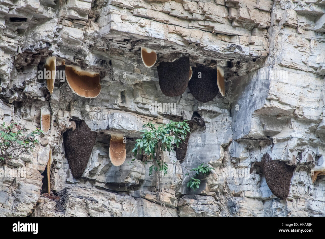 Cliff miele. I cacciatori di miele sono i Gurung (mongolo) tribù del Nepal. Foto Stock