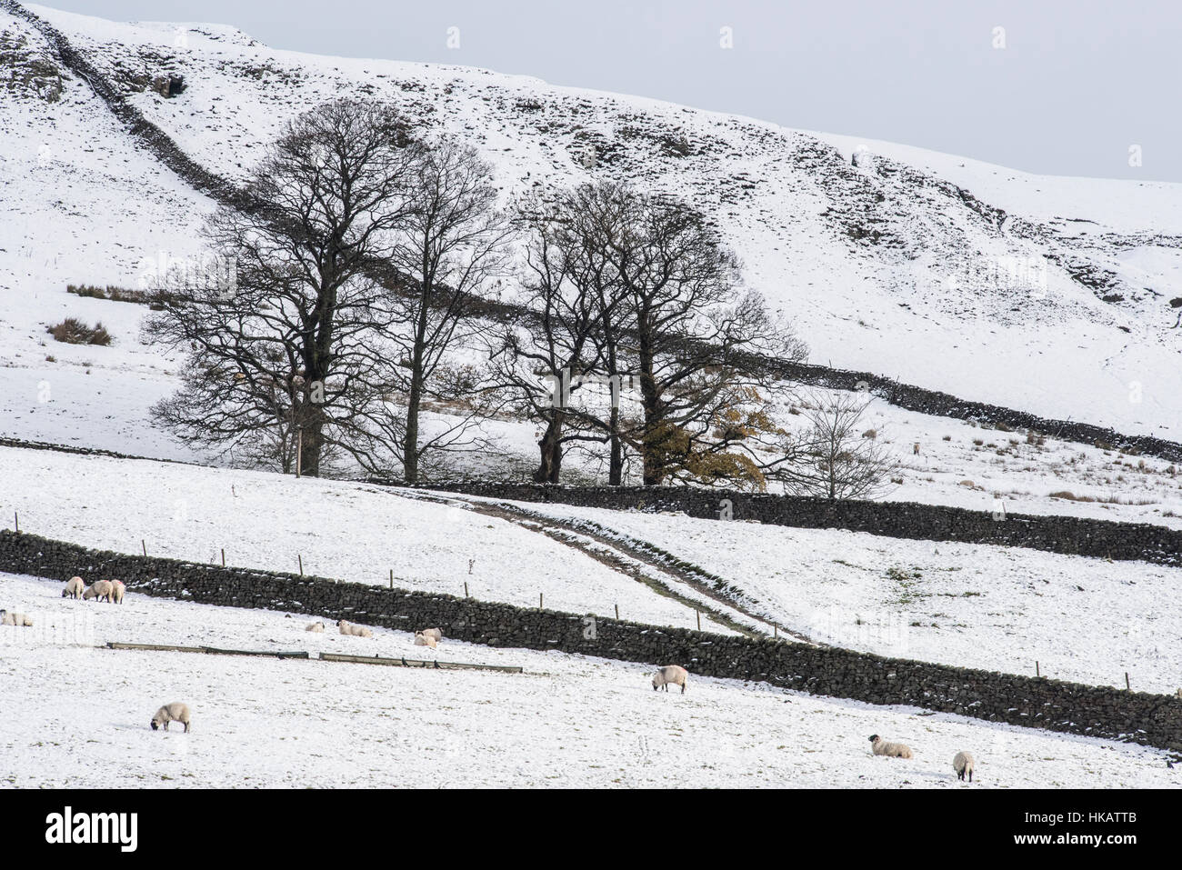 Pecore in neve a Woodhall, Wensleydale Foto Stock