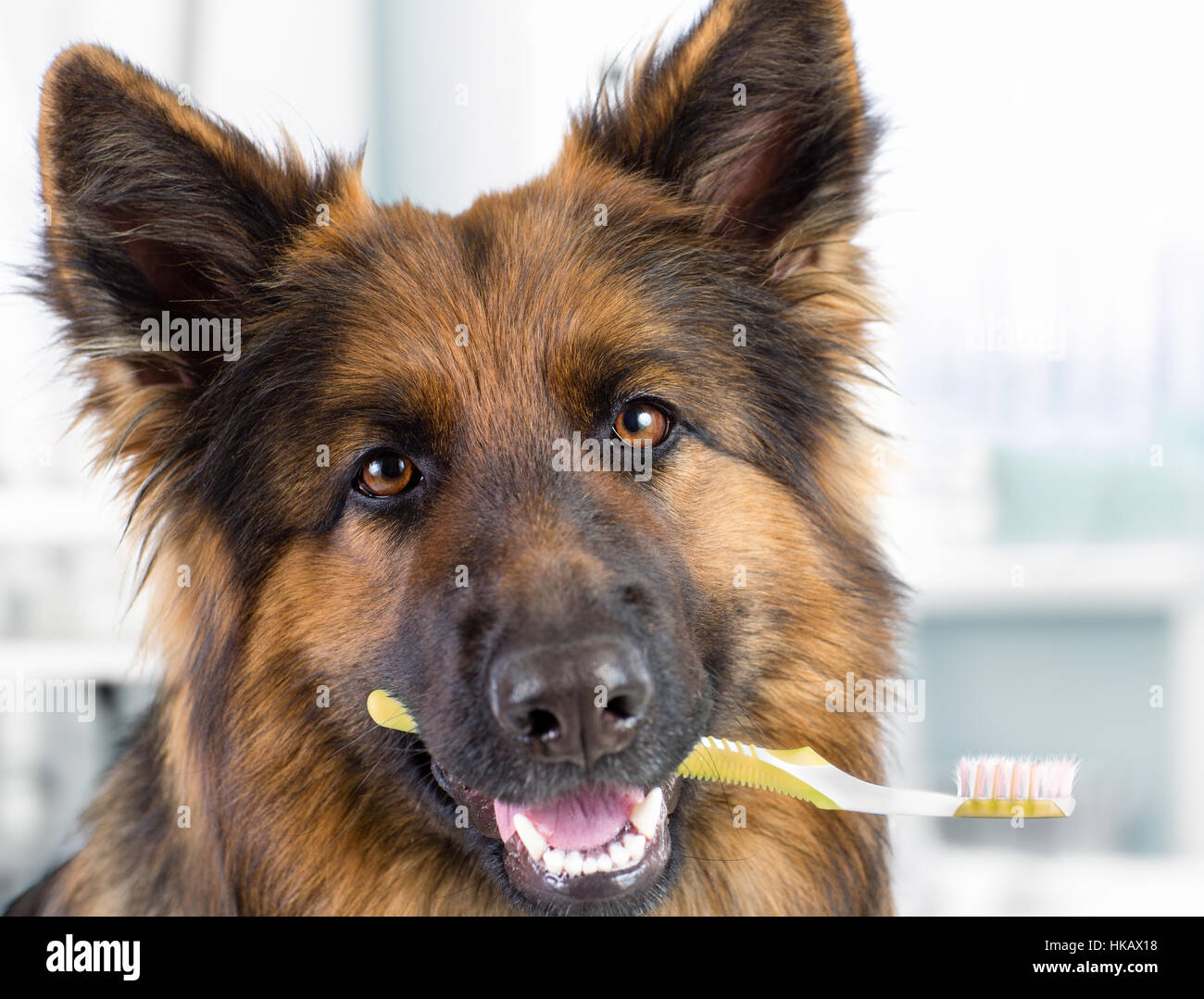 Cane tenendo uno spazzolino da denti in bocca Foto Stock