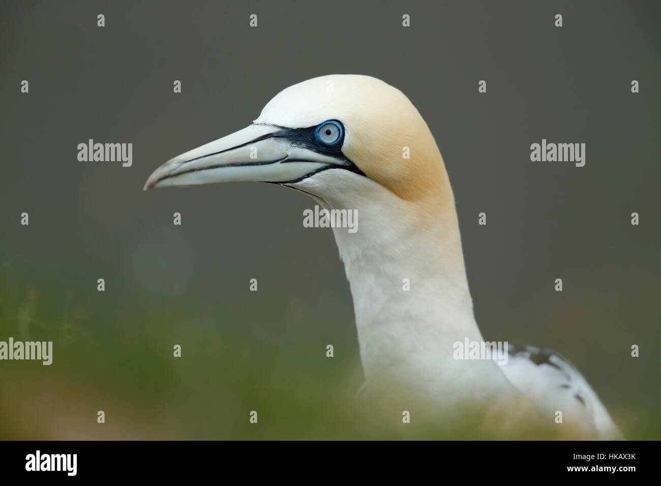 Gannett - Bempton Cliffs, East Yorkshire Foto Stock