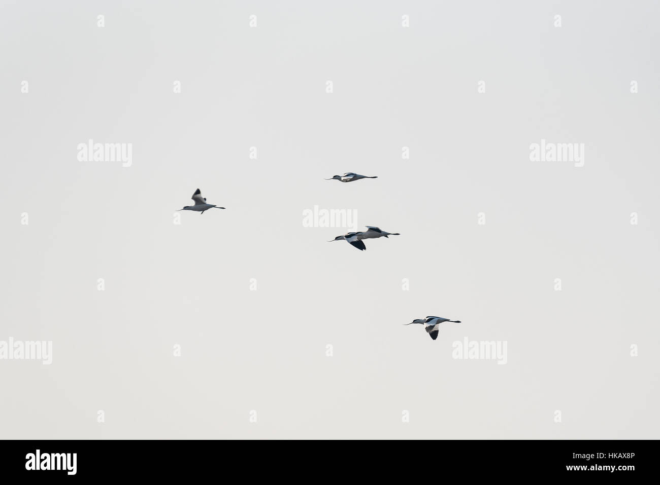 Cinque avocette volando sopra la laguna a due Tree Island, Essex Foto Stock