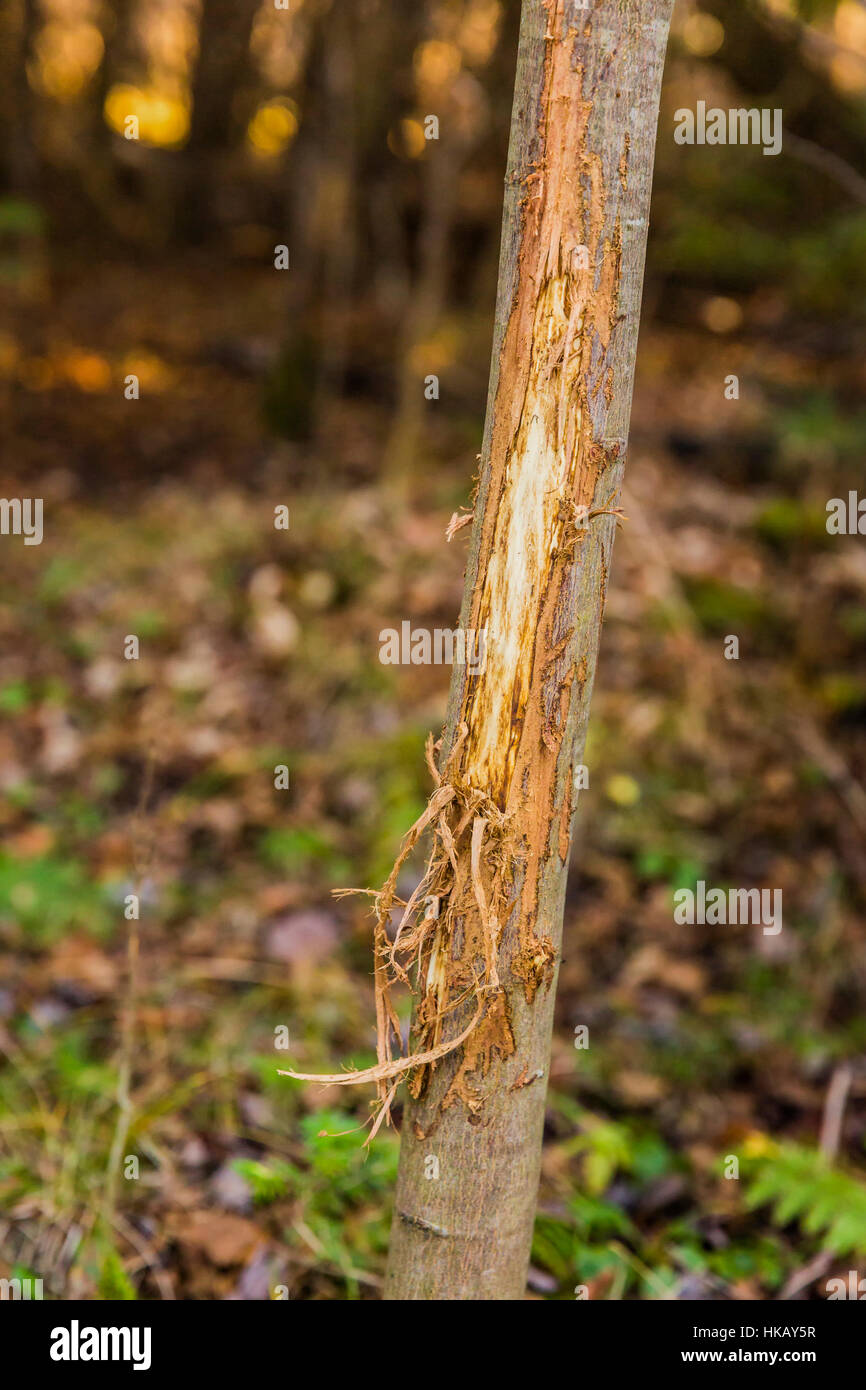 White-tailed buck rub Foto Stock