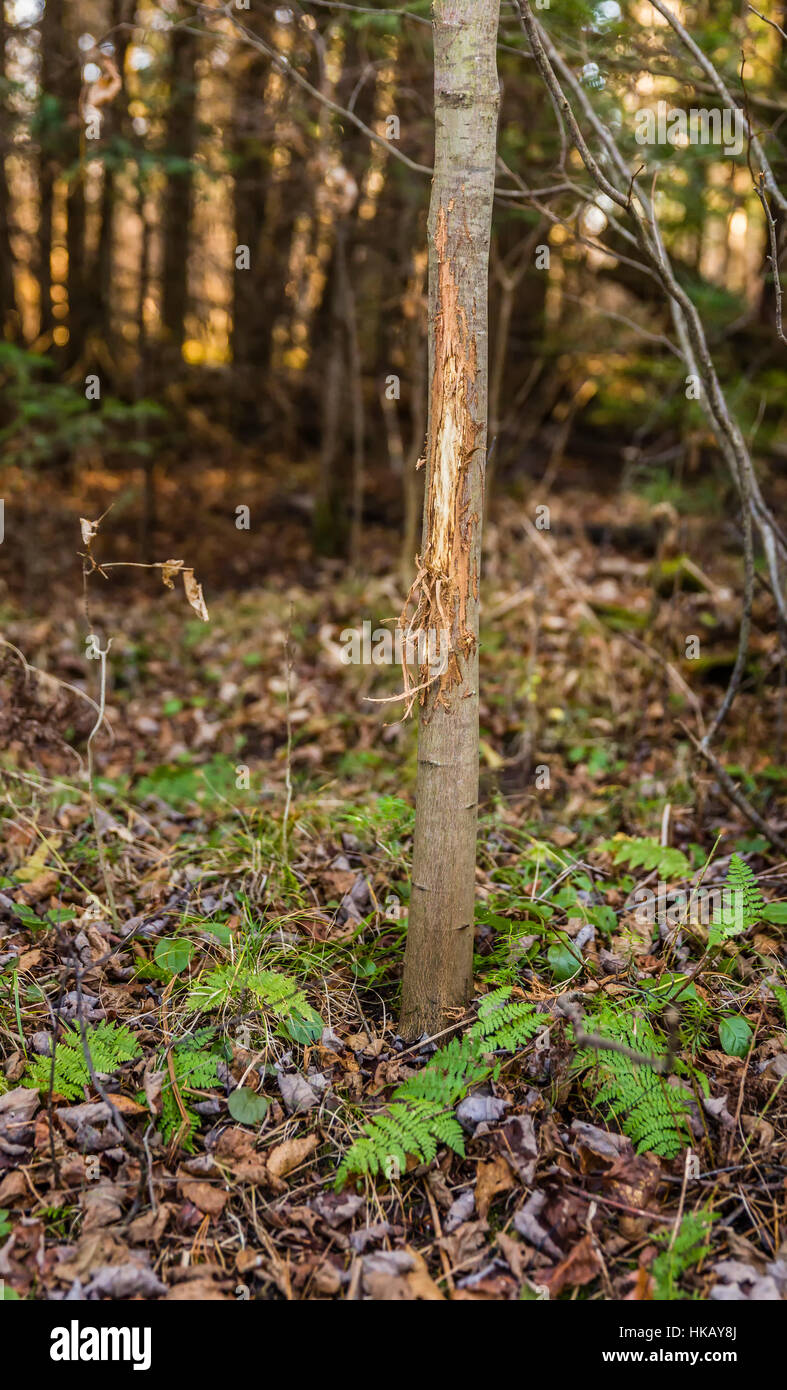 White-tailed buck rub Foto Stock