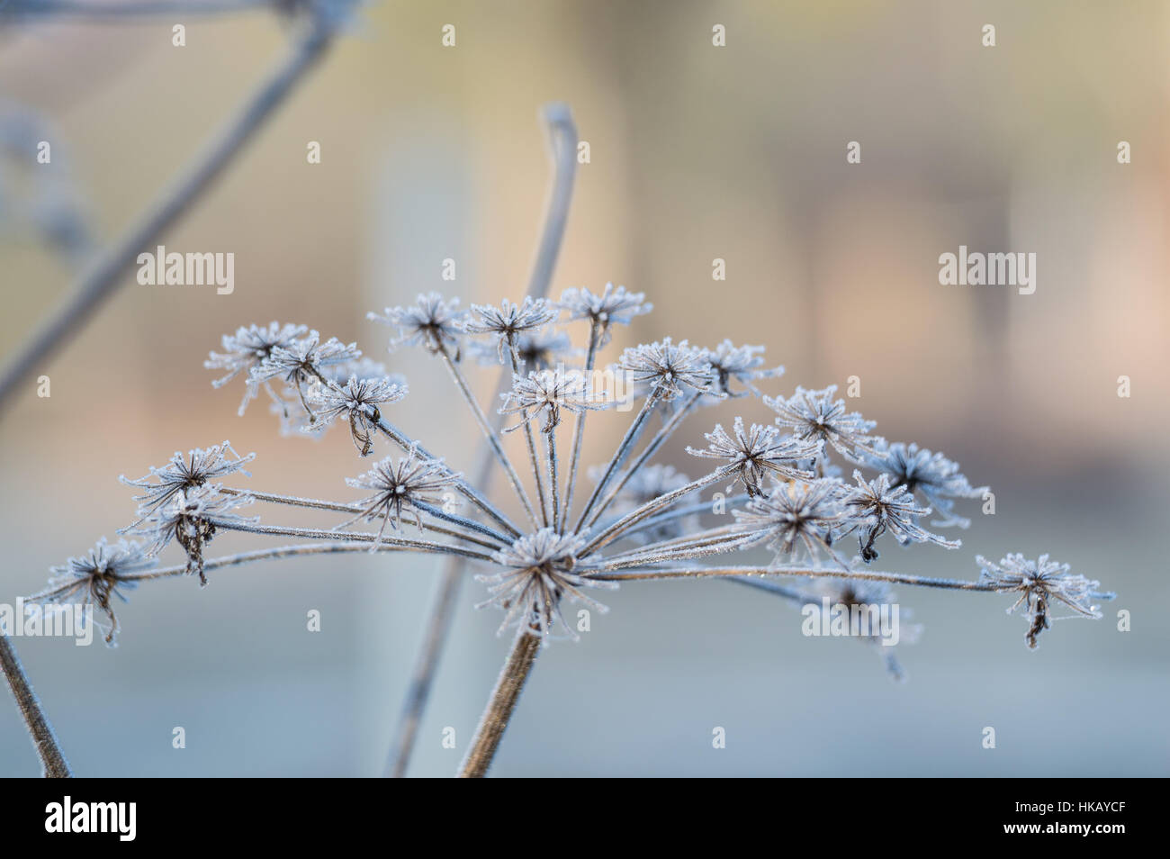 Fiore di carota selvatica nel profondo gelo invernale Foto Stock