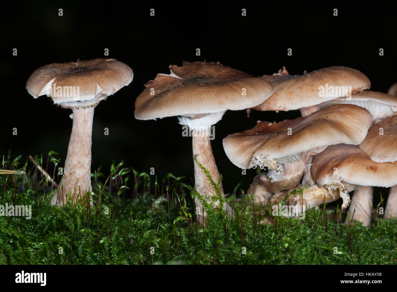 Gewöhnlicher Hallimasch, Dunkler Hallimasch, Halimasch, Honigpilz, Armillaria solidipes, Armillaria ostoyae, Armillariella polymyces, miele scuro Fungu Foto Stock