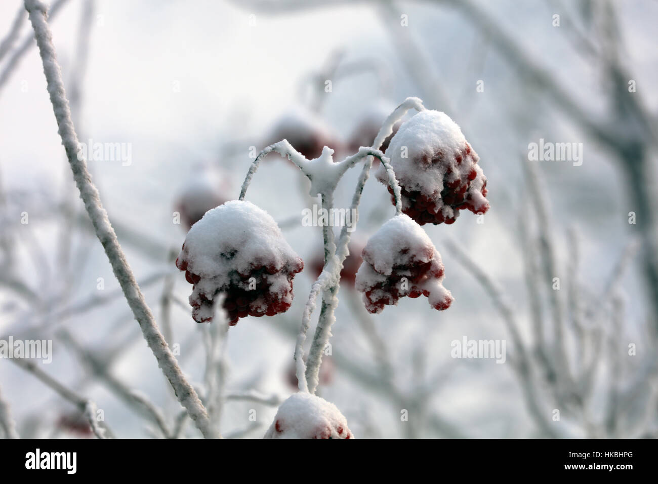 Verchneite Pflanzen im inverno Foto Stock