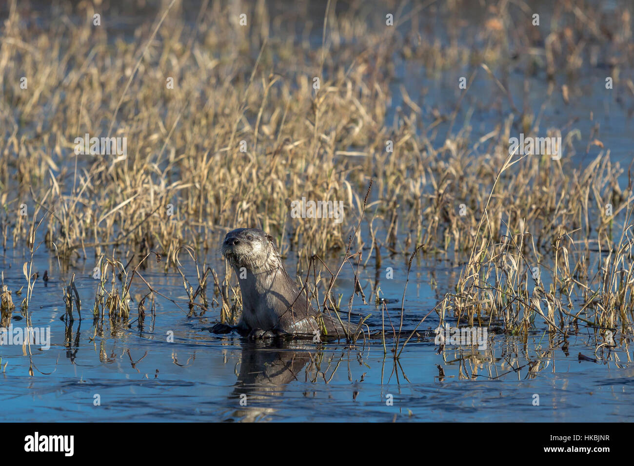 Lontra di fiume nordamericana in Wisconsin Foto Stock