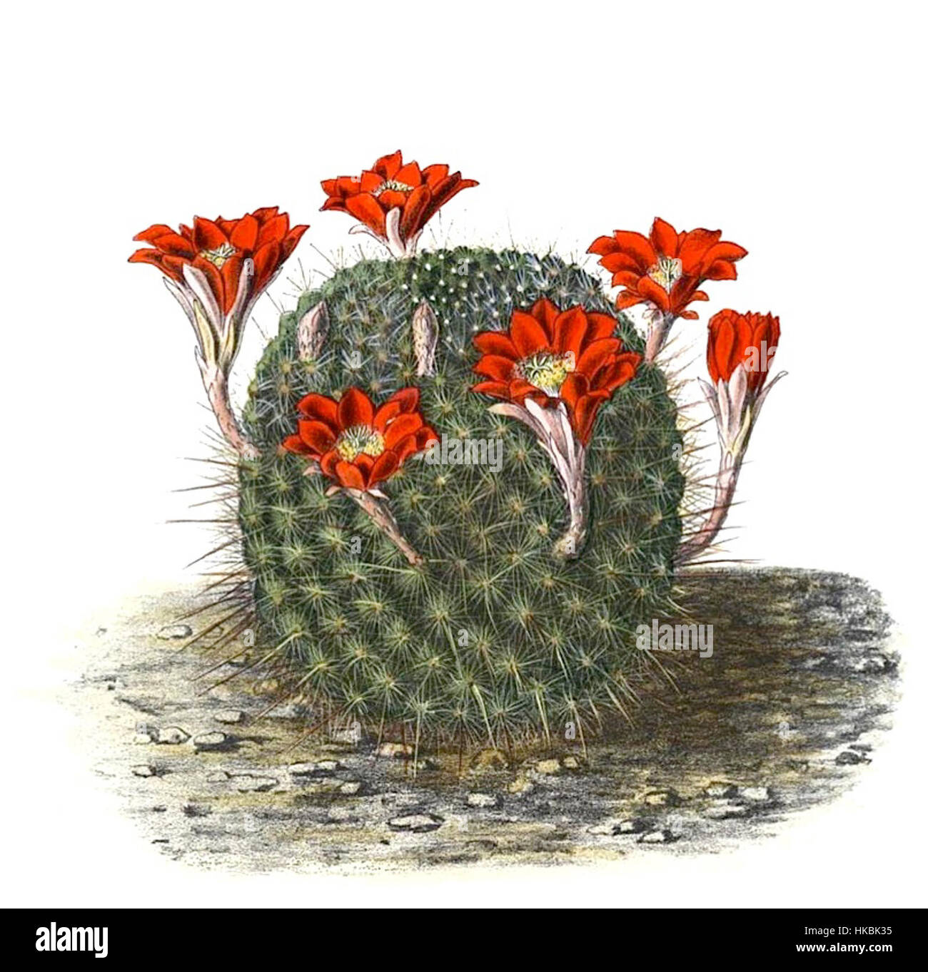 Rebutia fiebrigii è una specie di cactus originaria del Sud America, nota per i suoi piccoli e vibranti fiori. Prospera in zone ad alta quota ed è popolare tra i collezionisti di cactus per il suo aspetto suggestivo e la facilità di coltivazione. Questo particolare esemplare è etichettato BlKakteenT109. Foto Stock