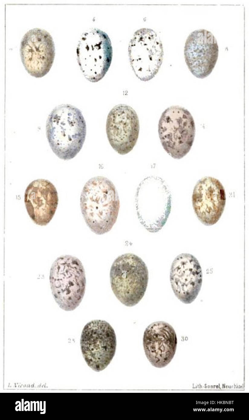 'Oeufs de coucou', inciso da Sonrel nel 1878, è un notevole esempio di incisioni del XIX secolo. Il pezzo cattura le delicate complessità della natura, ritraendo le uova a cucù con dettagli squisiti, riflettendo il fascino dell'epoca per il naturalismo. Foto Stock