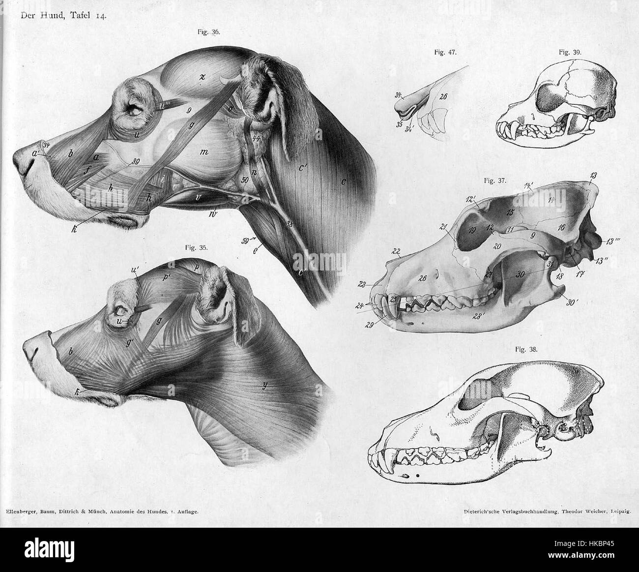 Questa opera d'arte è uno studio anatomico dettagliato della testa di un cane, incentrato sulla struttura e le caratteristiche del cranio e dei muscoli. Serve come riferimento per artisti e anatomisti che studiano fisiologia animale. Foto Stock