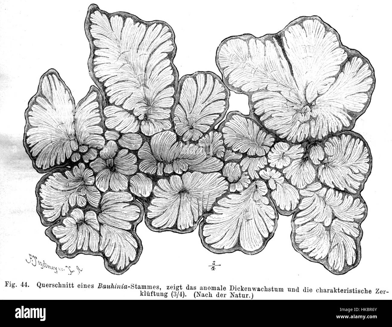 Una dettagliata illustrazione in sezione trasversale di uno stelo di Bauhinia, che mostra la sua struttura biologica, come parte della ricerca e dello studio botanico. Foto Stock