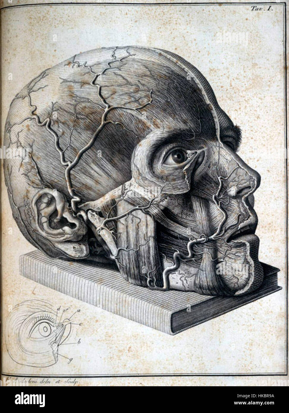 Questo studio anatomico di Scarpa si concentra sulla rappresentazione dettagliata del volto umano, evidenziando i muscoli e le strutture chiave. L'opera è una risorsa fondamentale per comprendere l'anatomia umana nell'arte e nella medicina. Foto Stock