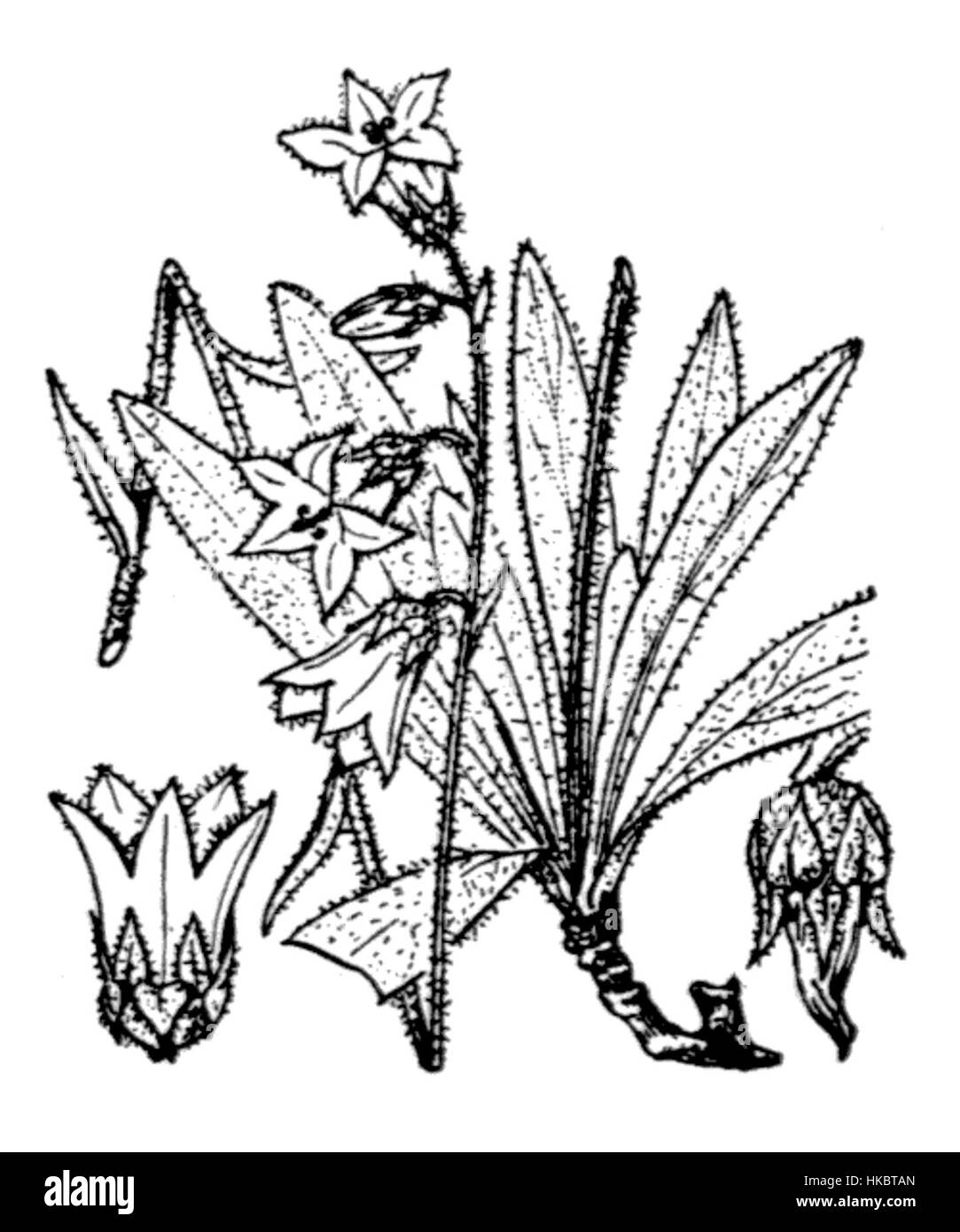 "Campanula barbata", illustrata da coste, è un'opera botanica che raffigura una specie di campanile originaria dell'Europa. L'illustrazione fa parte di una più ampia collezione botanica che mostra la bellezza della flora europea. Foto Stock