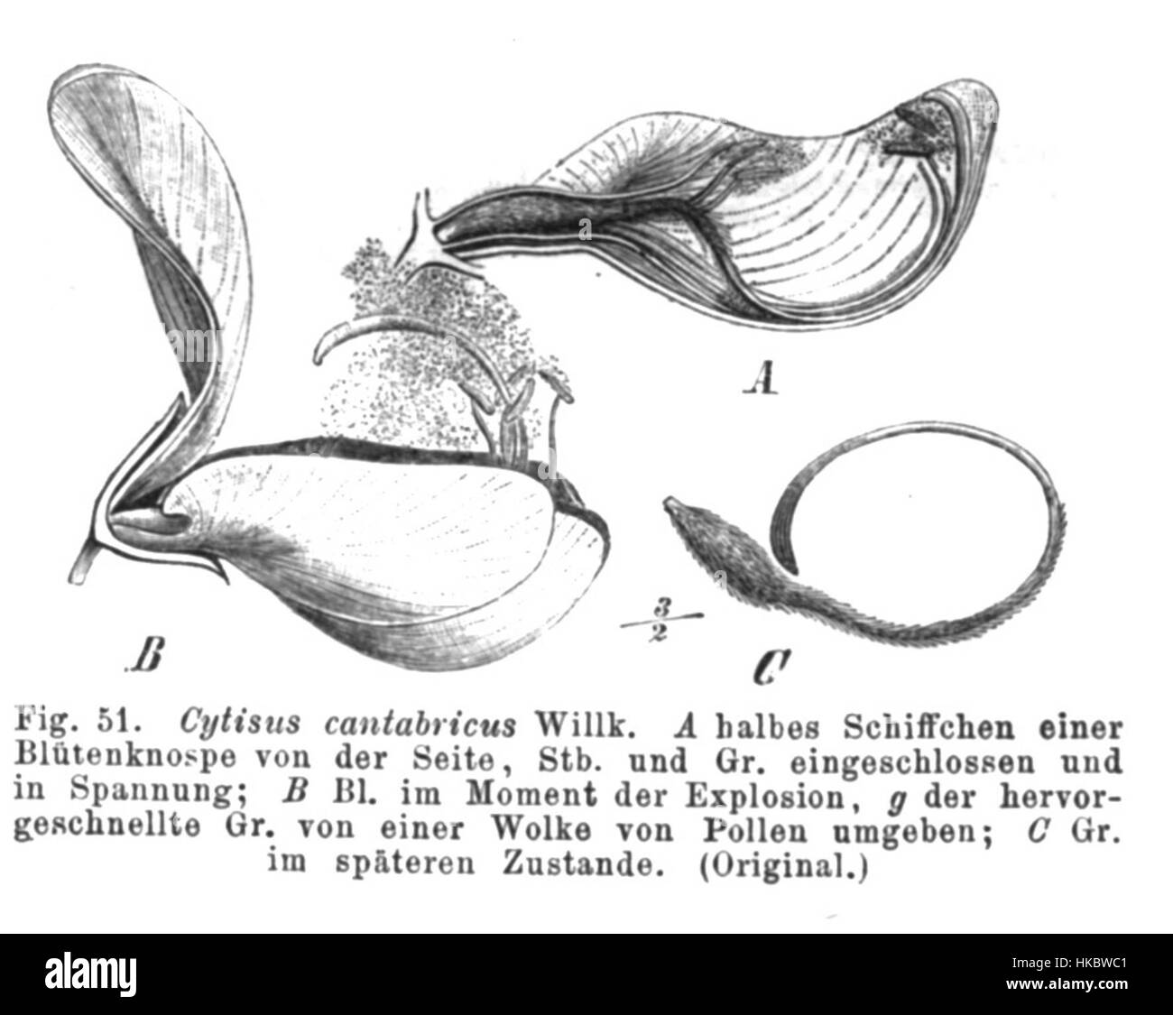 Questa opera d'arte, raffigurante il Cytisus cantabricus, illustra in dettaglio la bellezza botanica della pianta. L'opera d'arte mette in evidenza le caratteristiche della pianta e il suo posto in natura, utilizzando tecniche di pittura ad olio per catturare la sua eleganza e forma naturale. Foto Stock